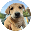 Roshan Thorat profile picture